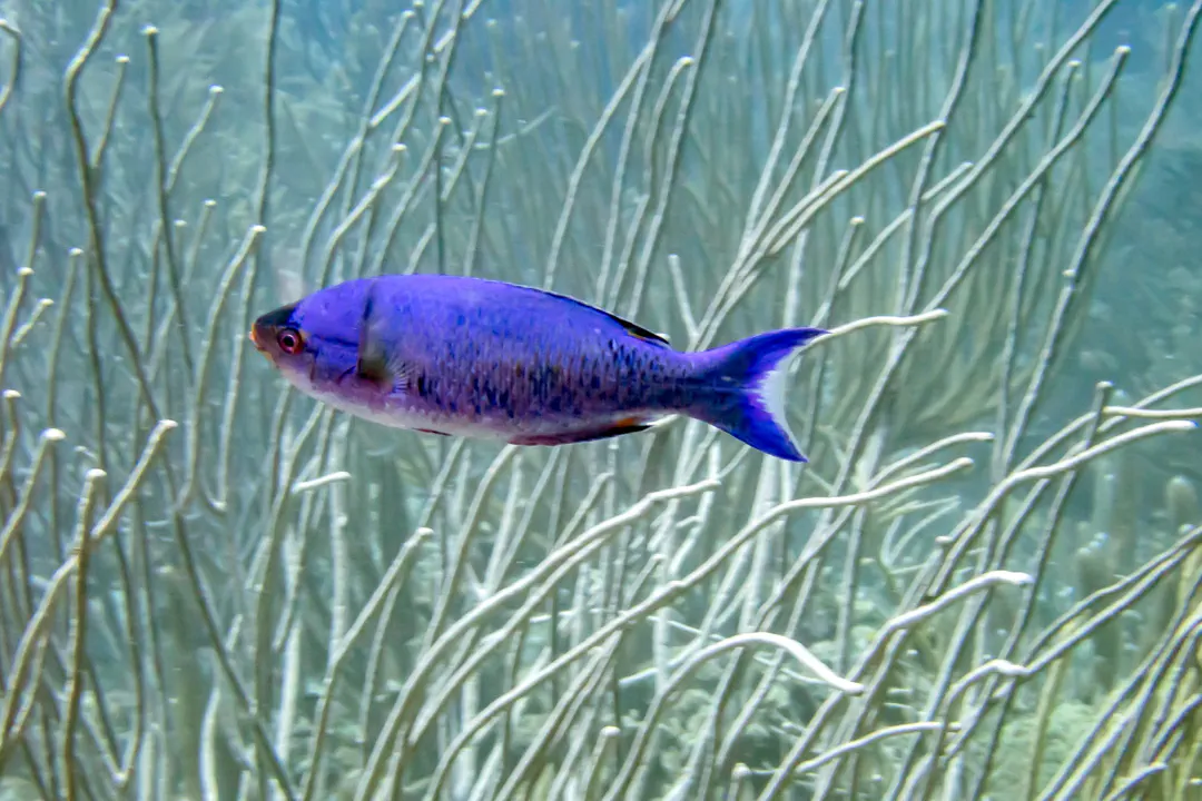 Creole Wrasse (Clepticus parrae)