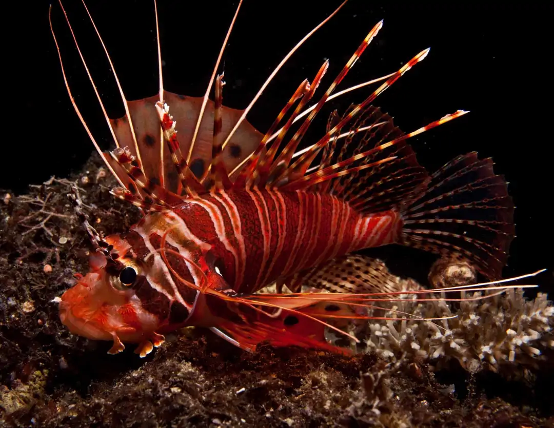 Seabook: Spotfin Lionfish