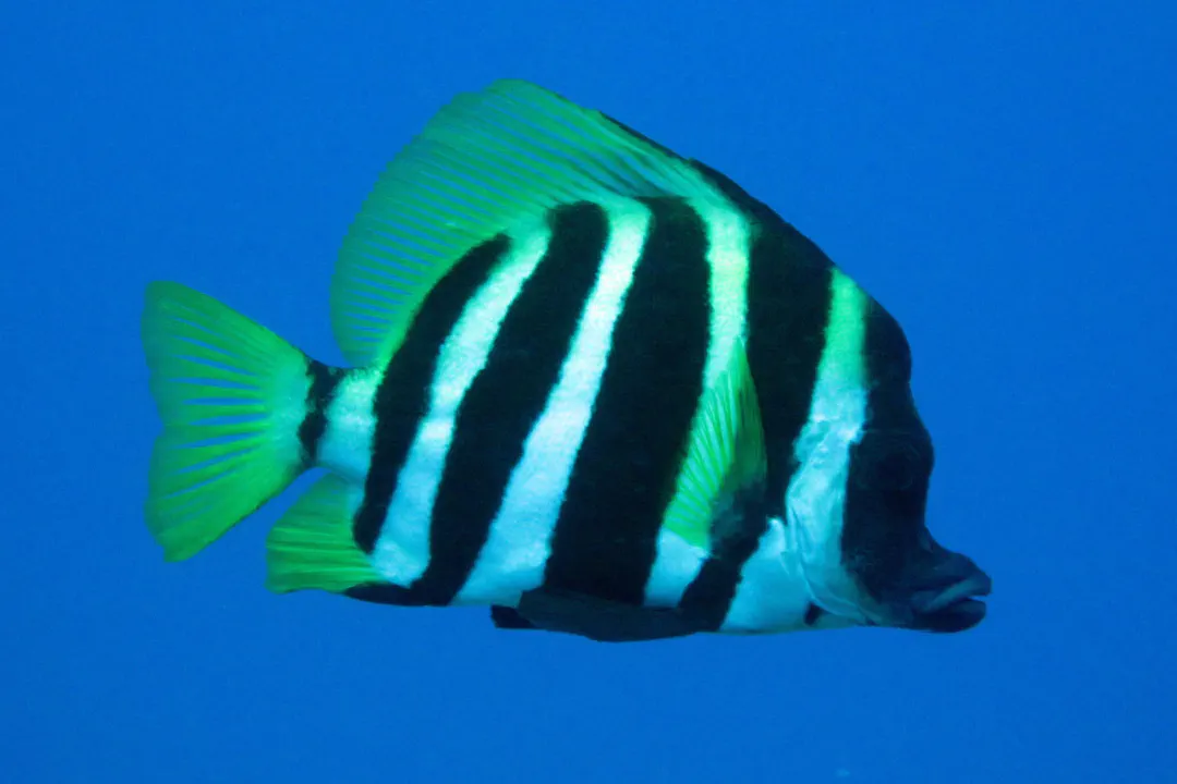 Striped Boarfish (Evistias acutirostris)