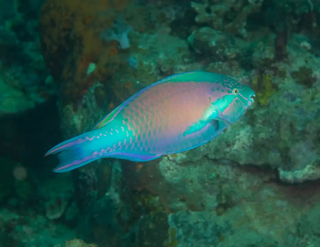 Seabook: East-Indies Parrotfish (male)