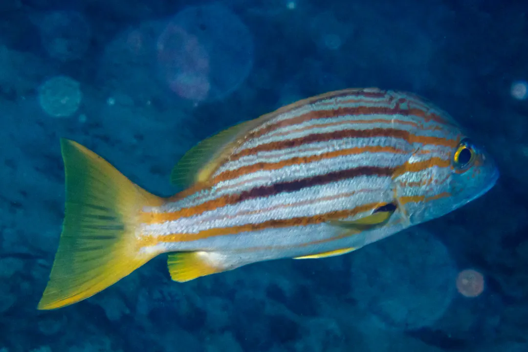 Stripey Seaperch (Lutjanus carponotatus)