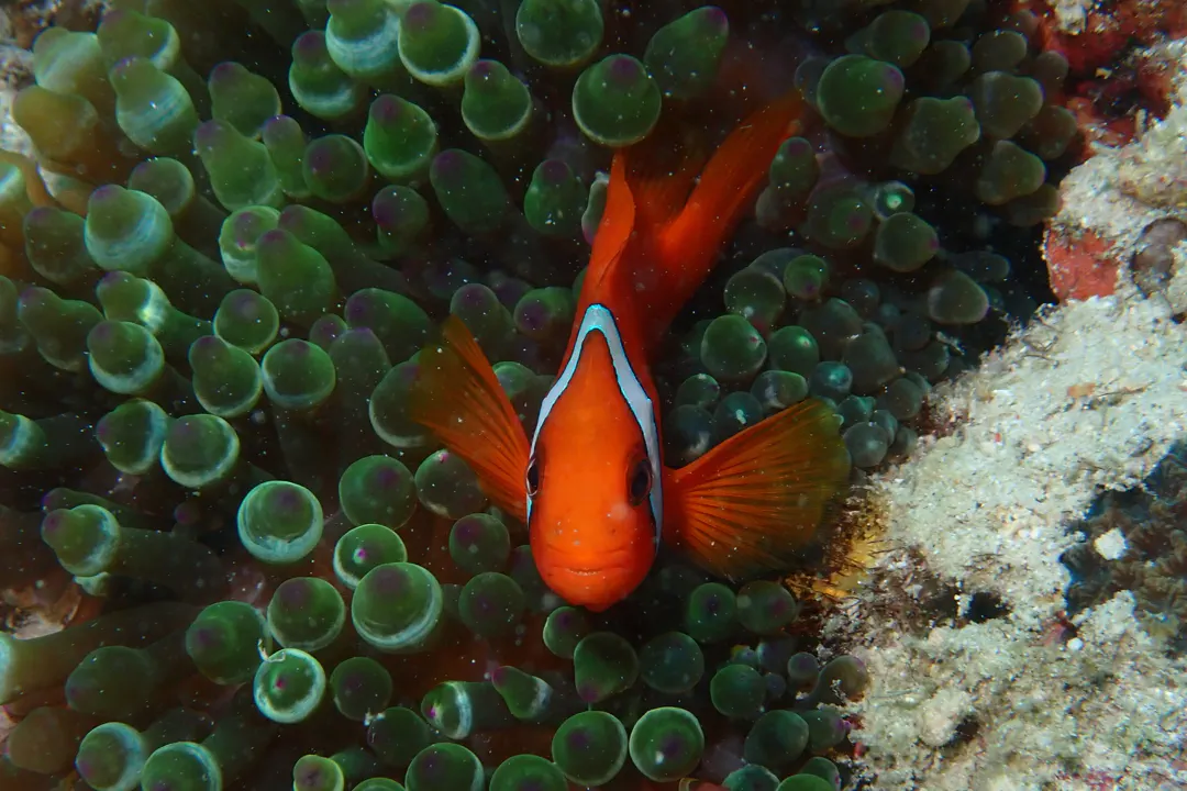 Bridled Clownfish (male)
