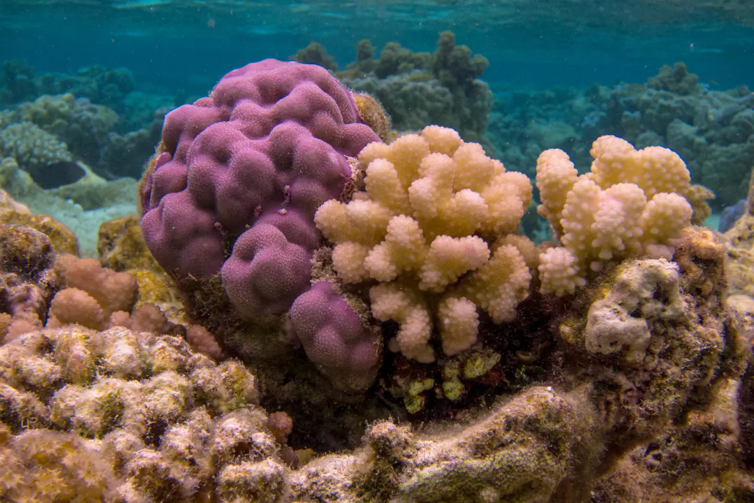 Cauliflower Coral