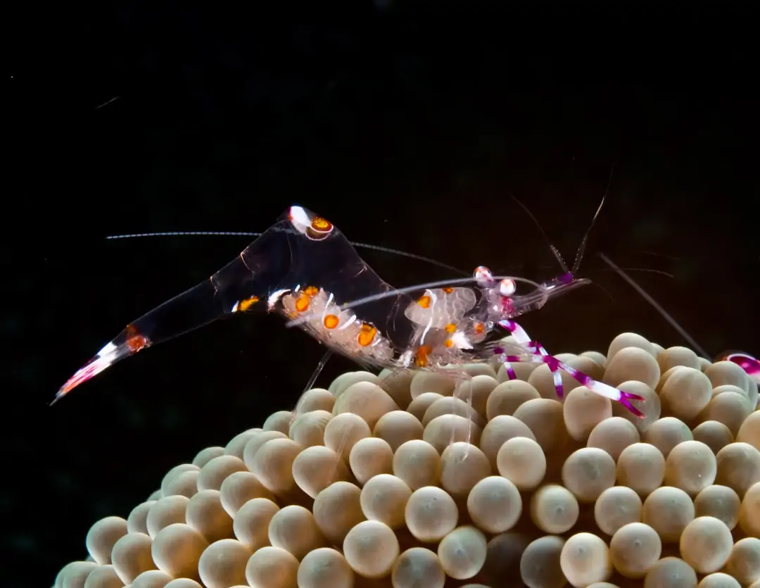 Seabook: Yellow-spotted Anemone Shrimp