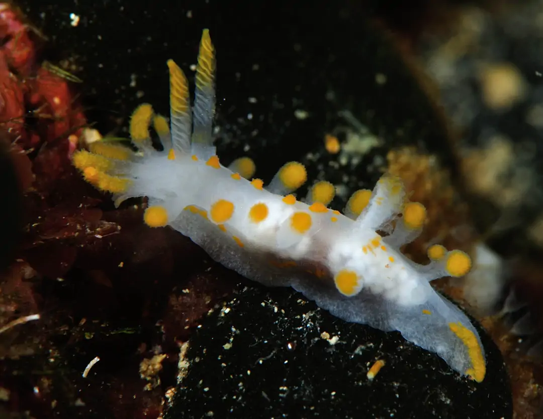 Seabook: Orange-clubbed Sea Slug