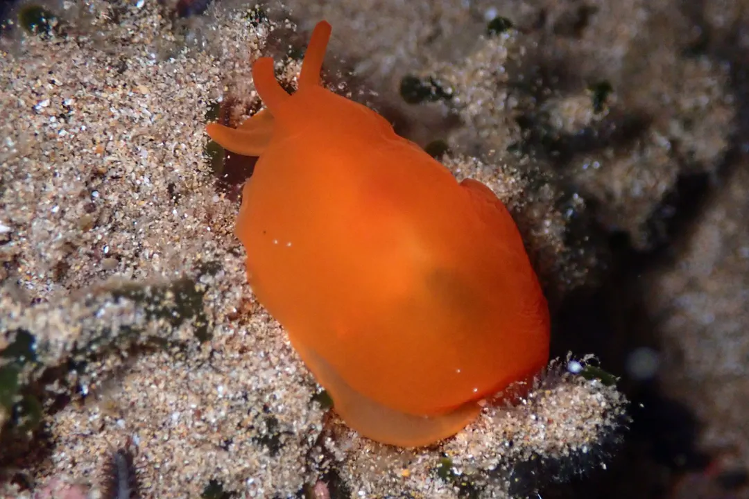 Orange Gumdrop (Berthellina delicata)