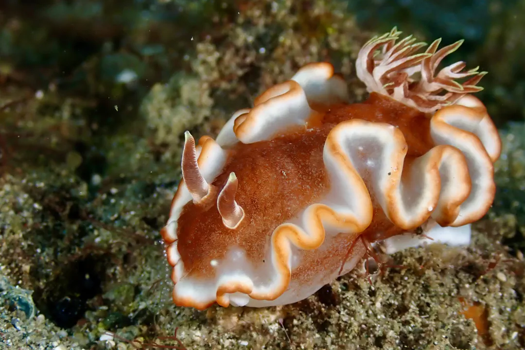Caramel Nudibranch (Glossodoris rufomarginata)