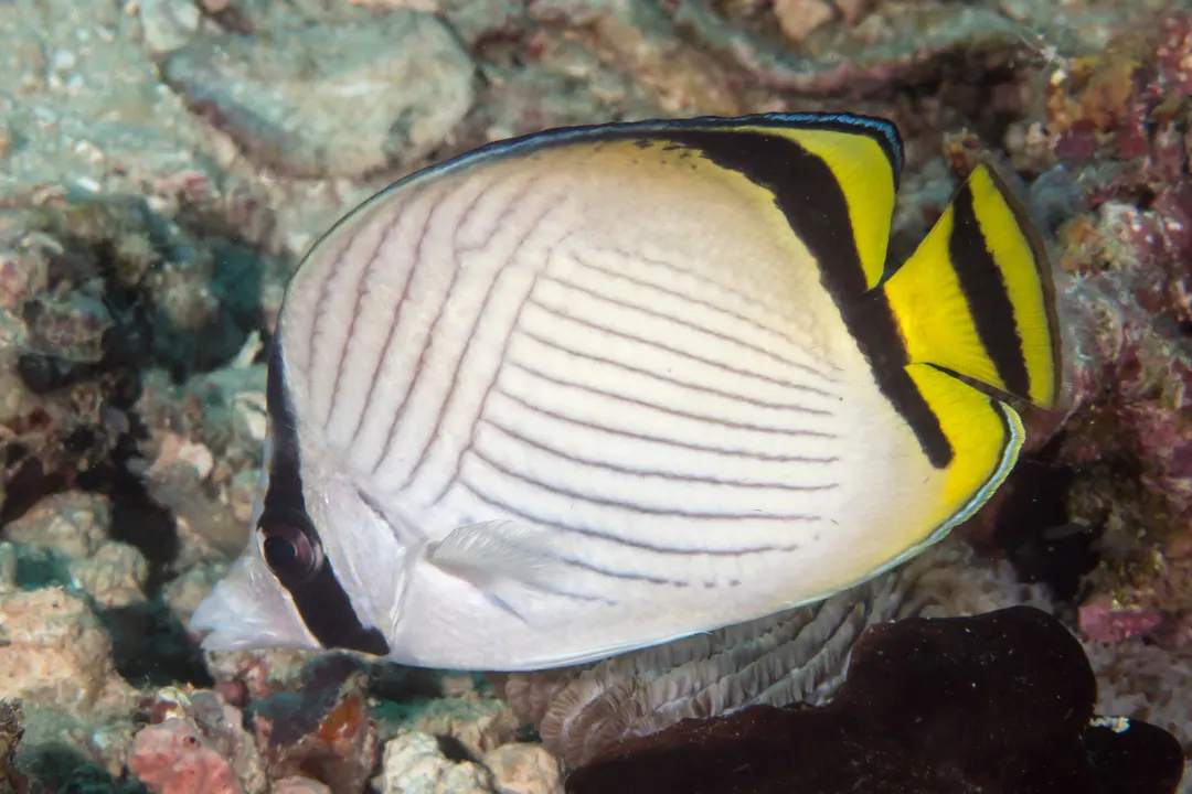 Vagabond Butterflyfish (Chaetodon vagabundus)