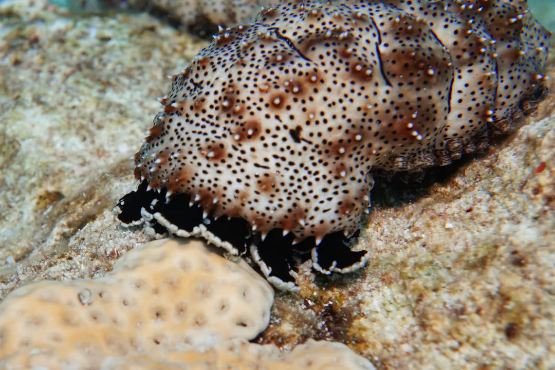 Graeffe's Sea Cucumber