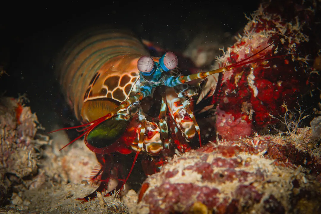 Peacock Mantis Shrimp (Odontodactylus scyllarus)