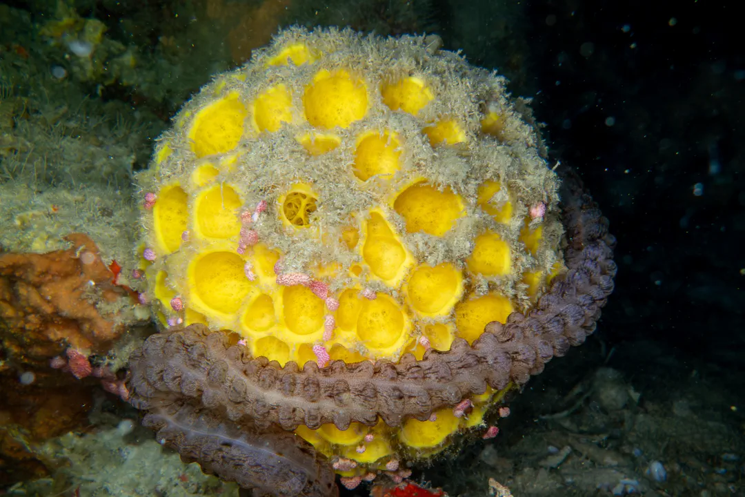 Golf Ball Sponge (Cinachyrella australiensis)