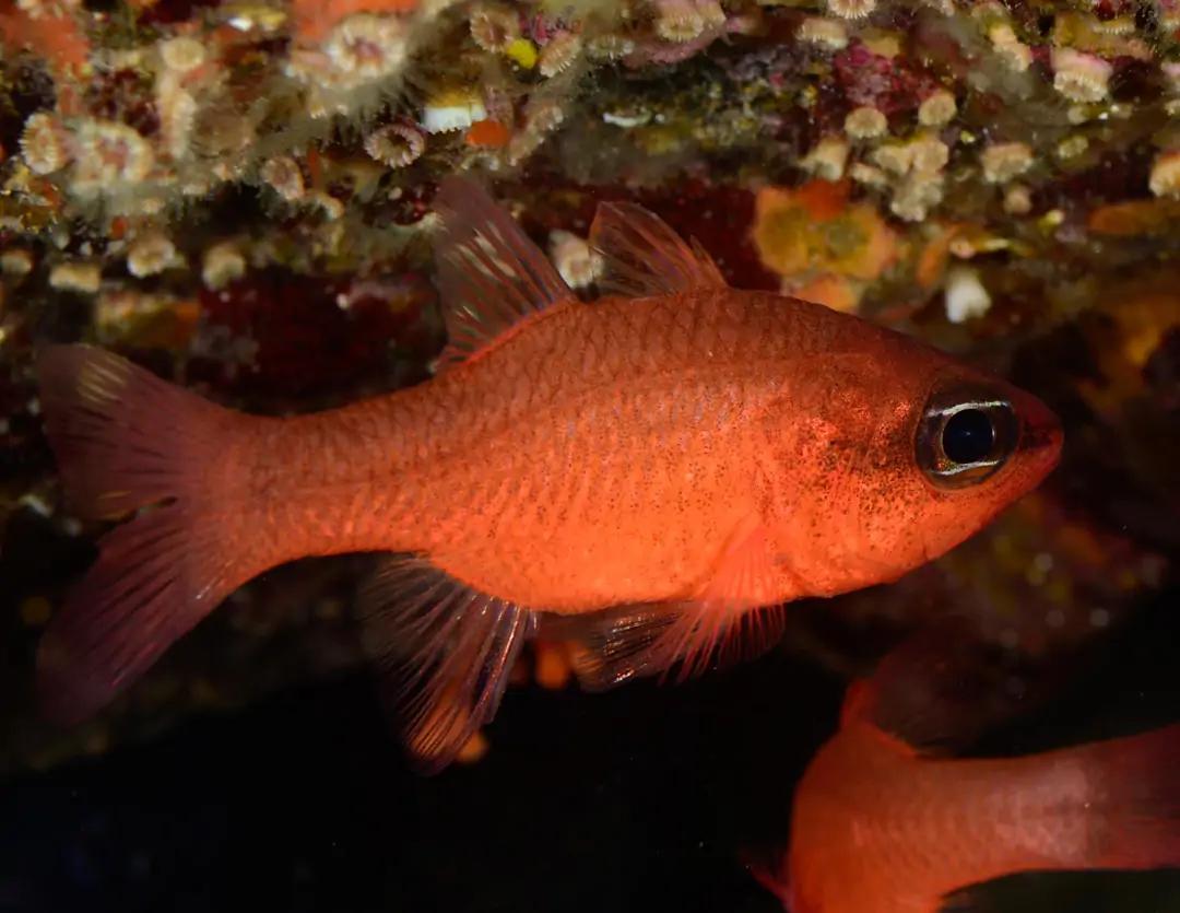 Seabook: Mediterranean Cardinalfish