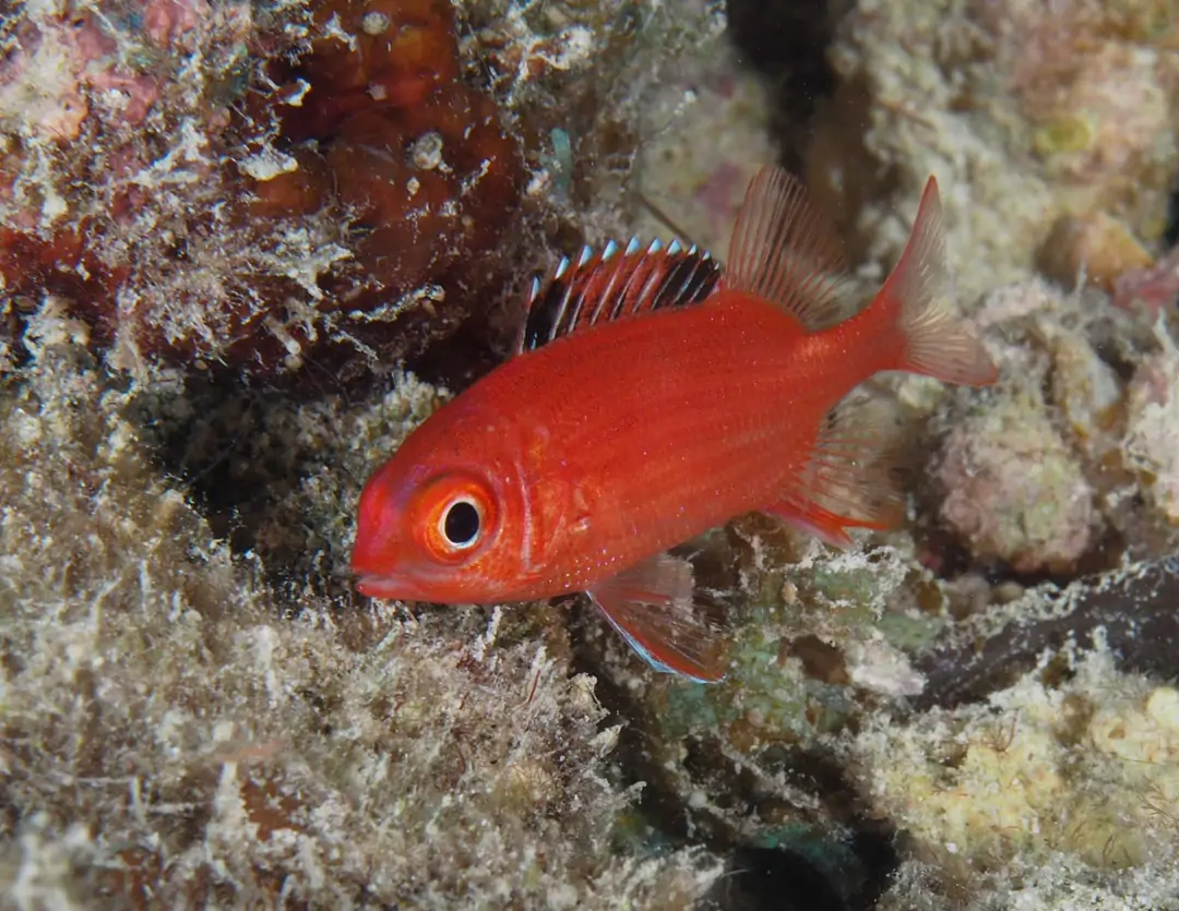 Seabook: Pink Squirrelfish