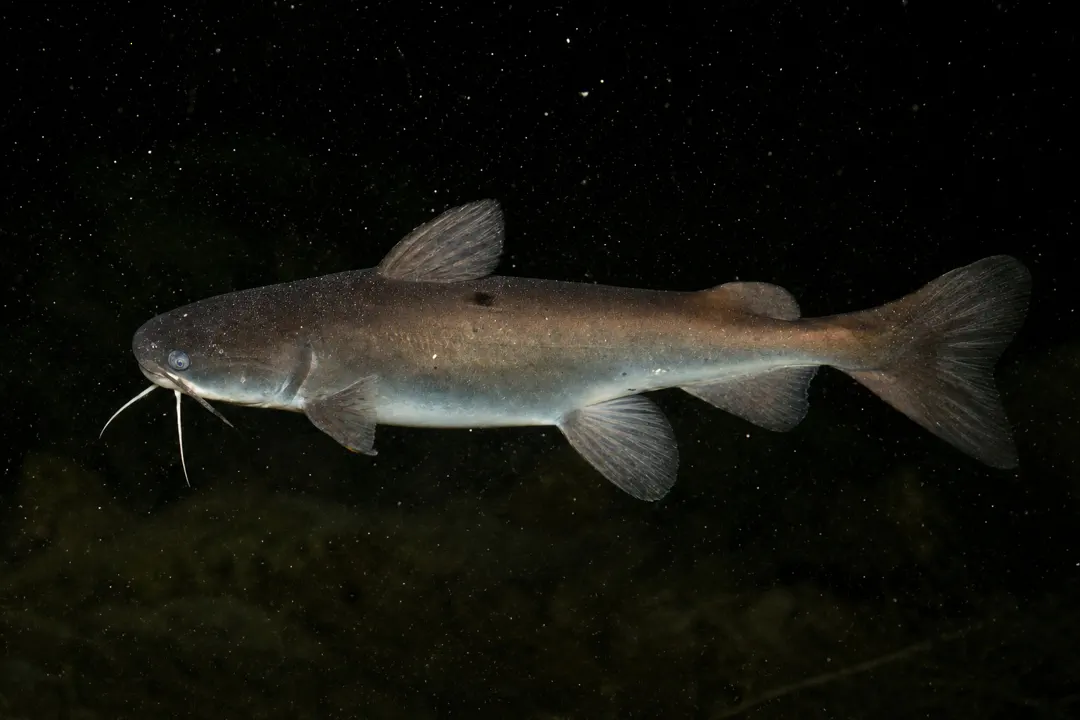 Boofhead Catfish