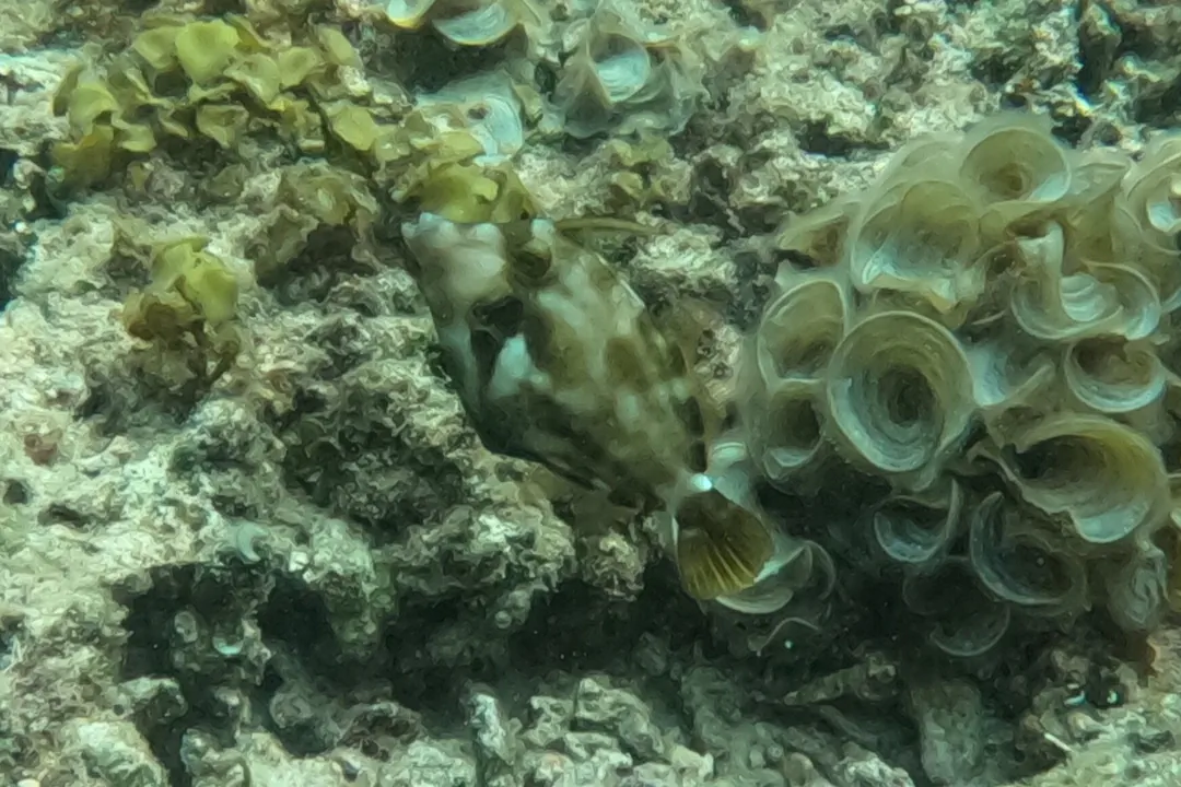Spectacled Filefish (Cantherhines fronticinctus)
