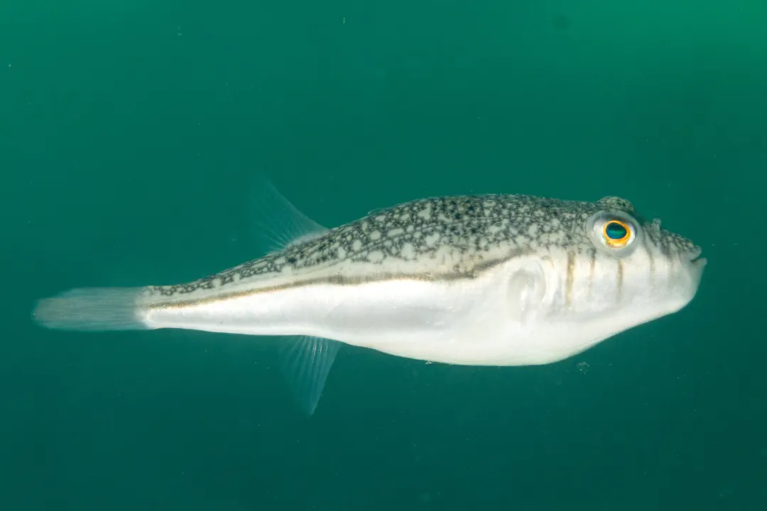 Weeping Toadfish (Torquigener pleurogramma)