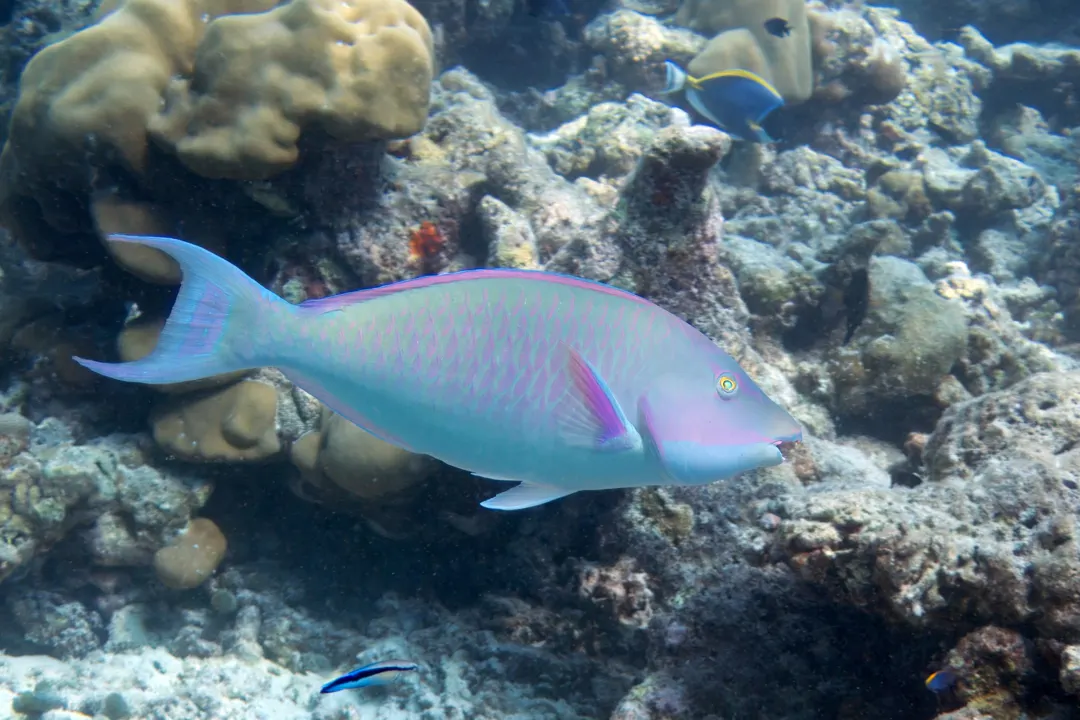 Indian Longnose Parrotfish (Hipposcarus harid)