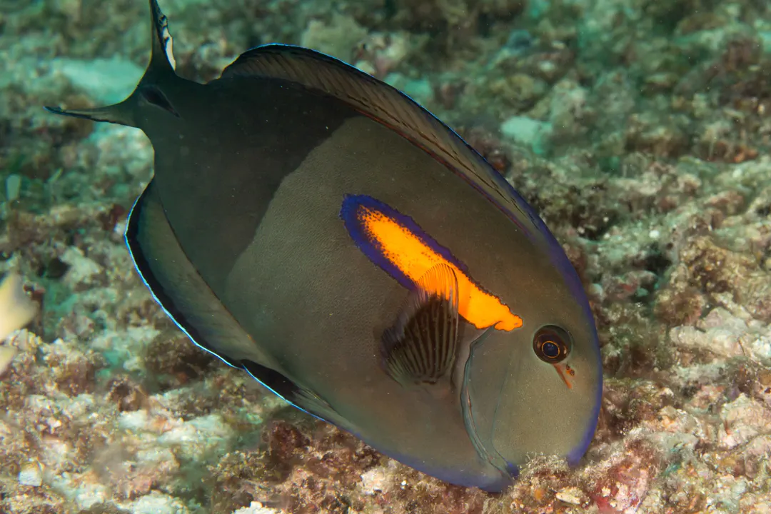 Orangeblotch Surgeonfish (Acanthurus olivaceus)