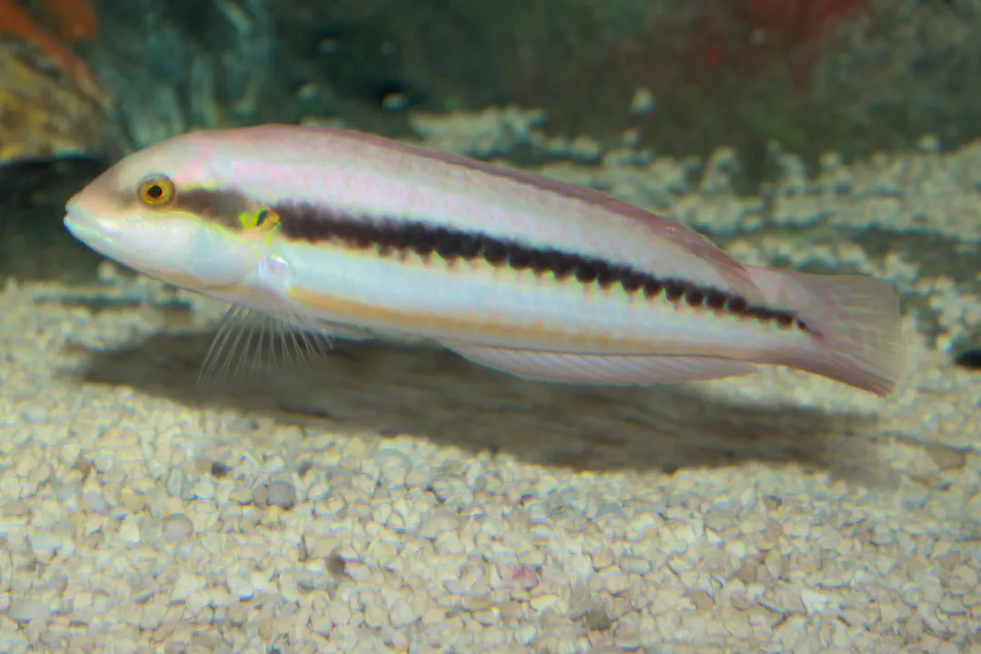 Slippery Dick (Halichoeres bivittatus)