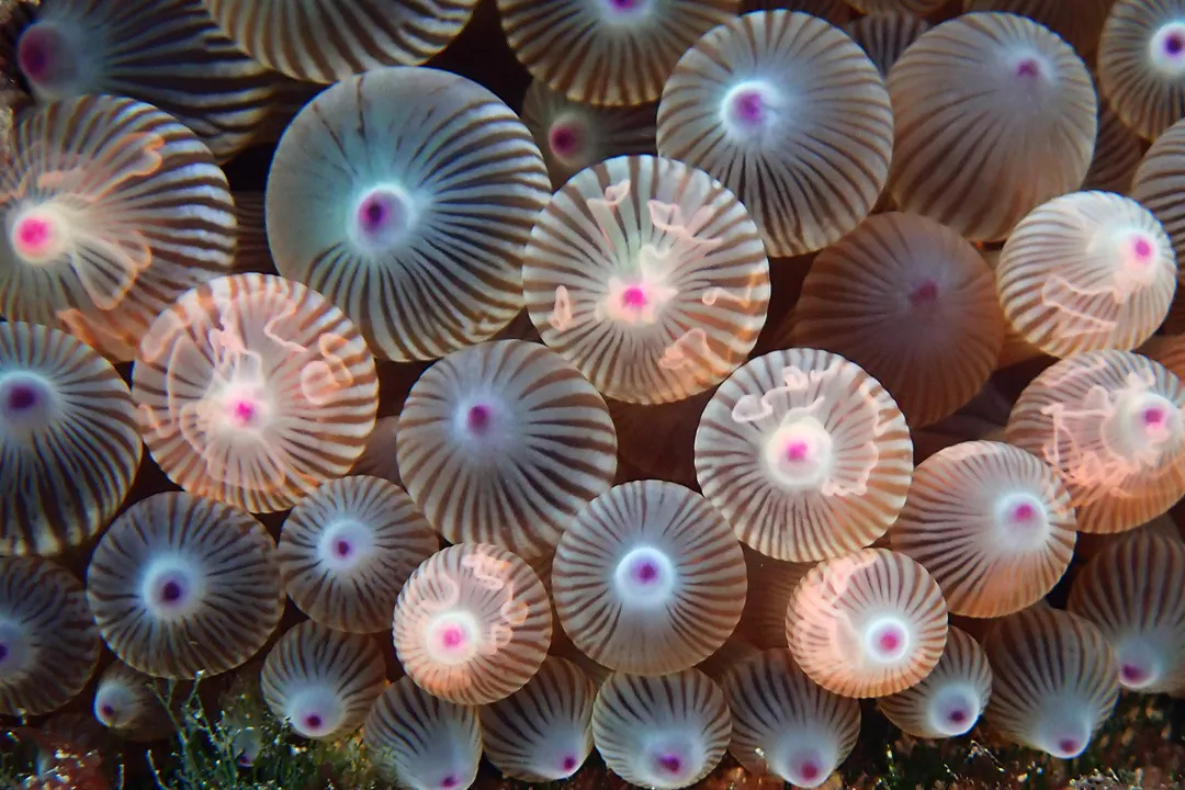 Bubble-tip Anemone