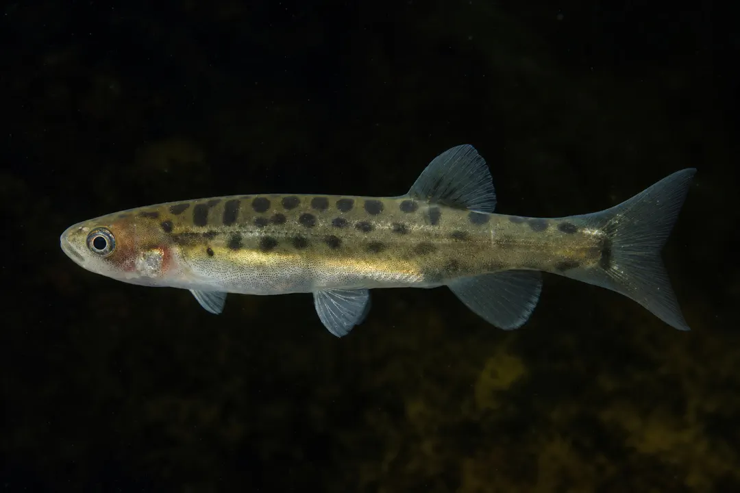 Golden Galaxias (Galaxias auratus)