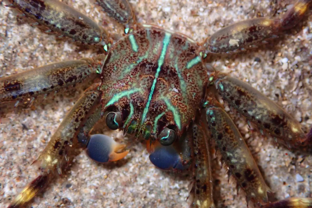 Flat Rock Crab (Percnon planissimum)