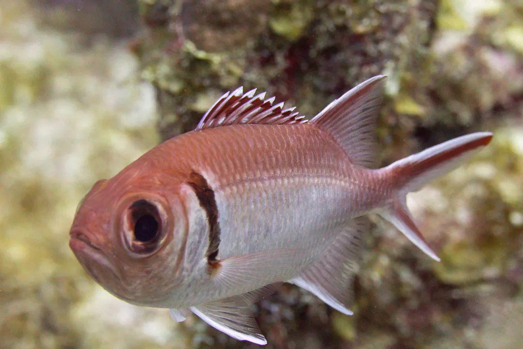 Blackbar Soldierfish