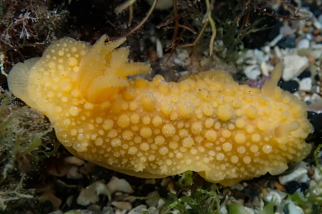 Warty Doris