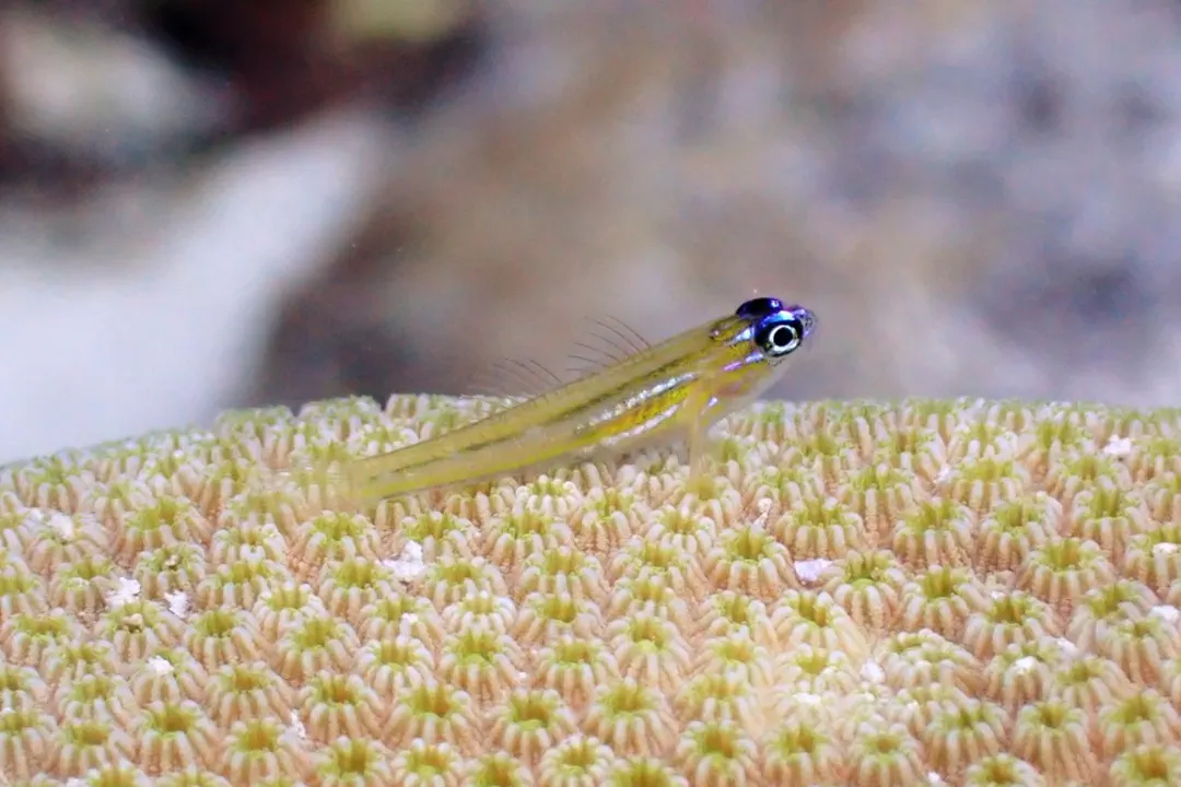Peppermint Goby (Coryphopterus lipernes)