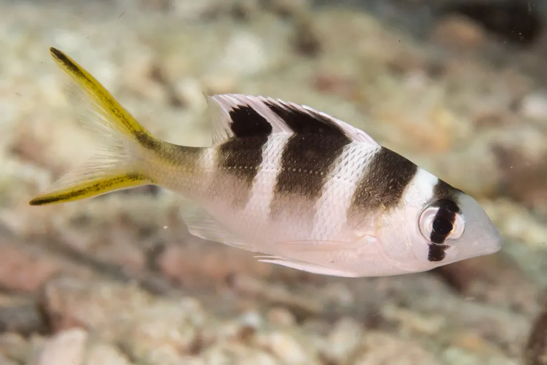 Humpnose Bigeye Bream (sub-adult)