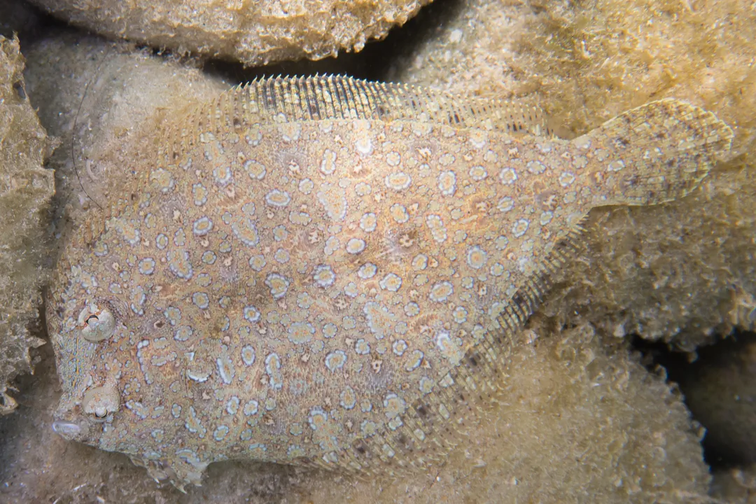 Left-eye Flounders