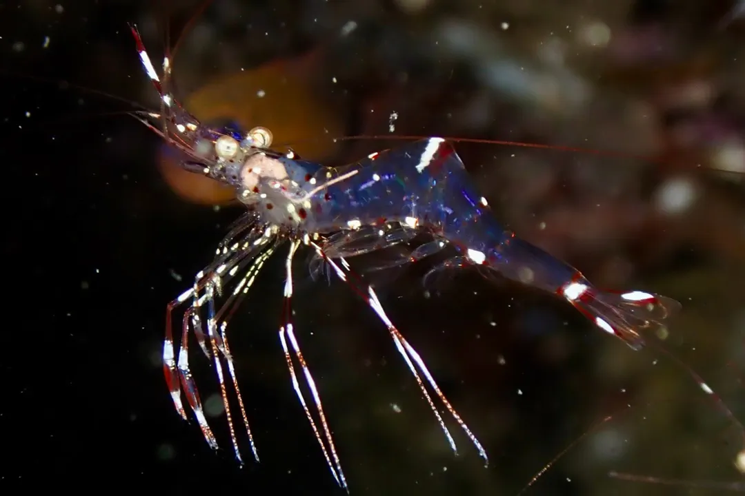 Clear Cleaner Shrimp (Urocaridella antonbruunii)