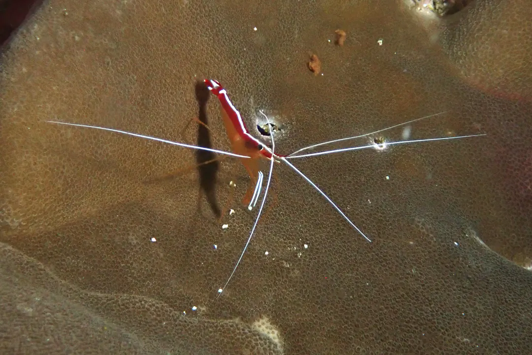Ambon Cleaner Shrimp