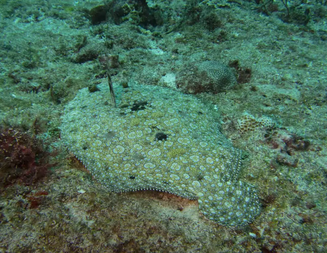 Seabook: Pacific Peacock Flounder