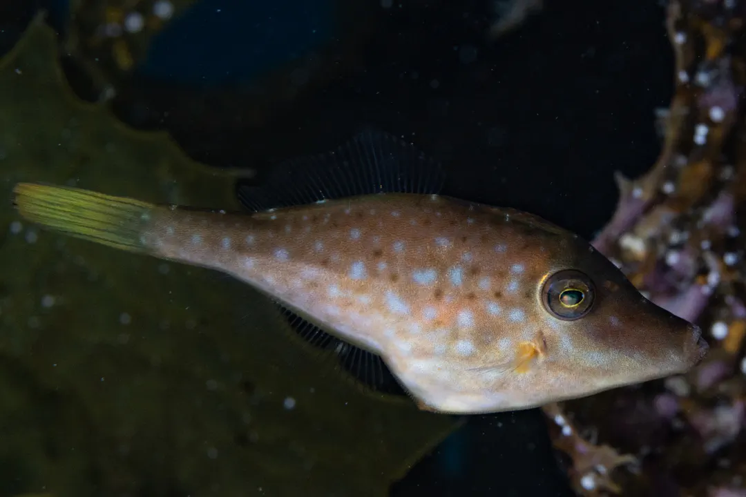 Toothbrush Leatherjacket (Acanthaluteres vittiger)