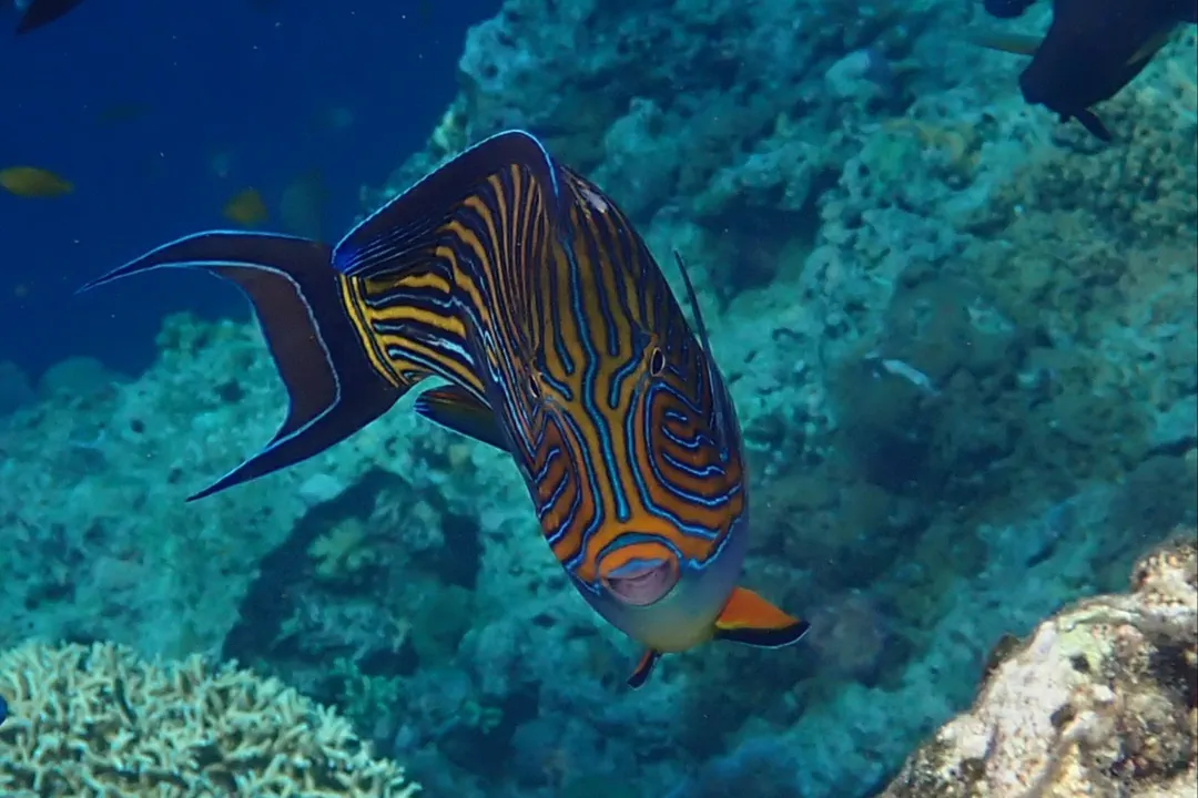 Striped Surgeonfish