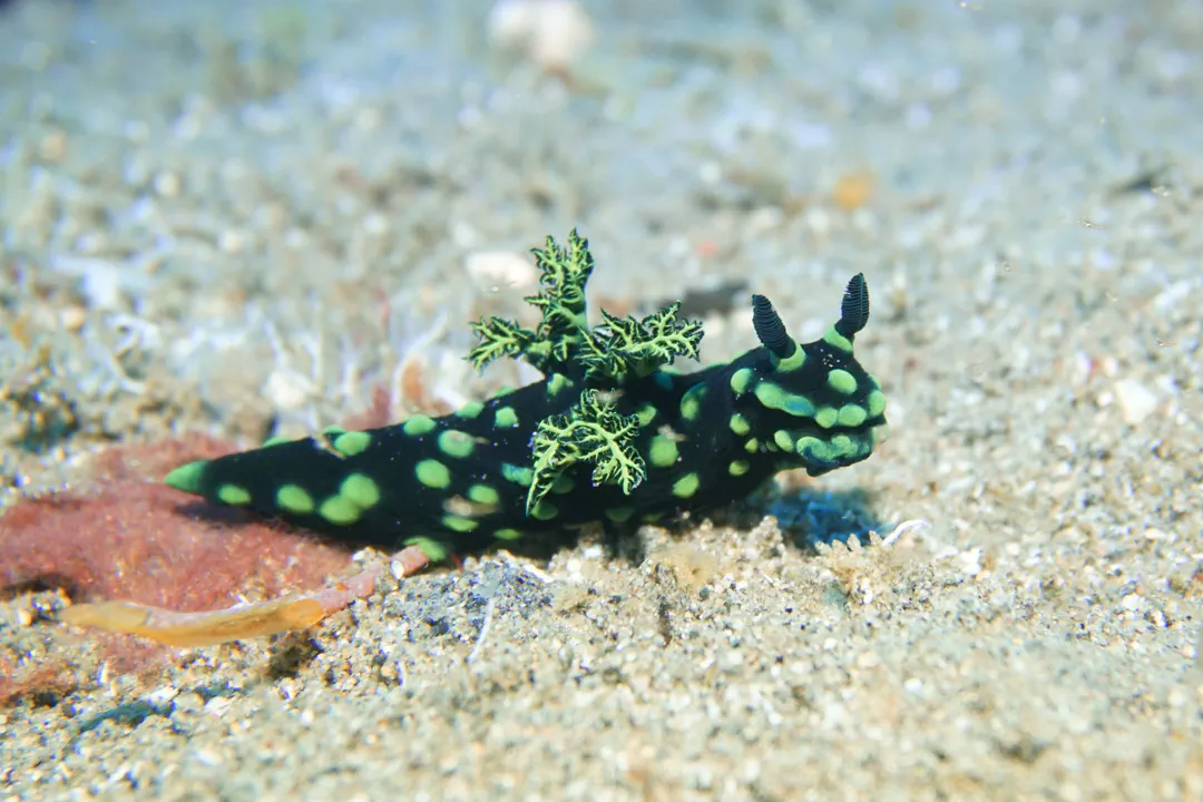 Crested Nembrotha