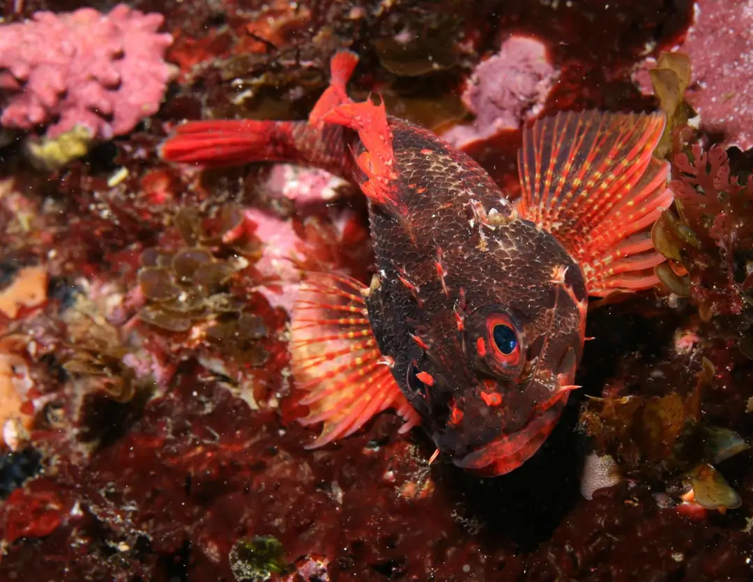 Seabook: Izu Scorpionfish