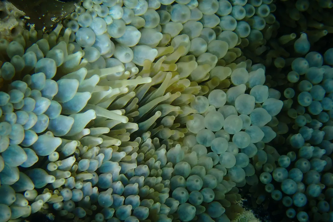 Bubble-tip Anemone