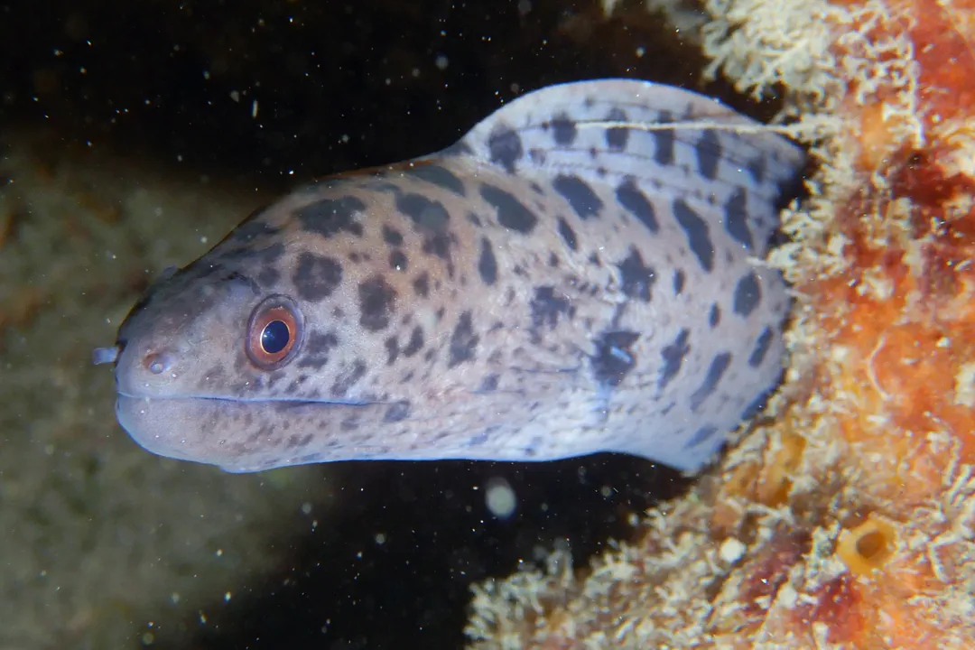Giant Moray (juvenile) (Gymnothorax javanicus)