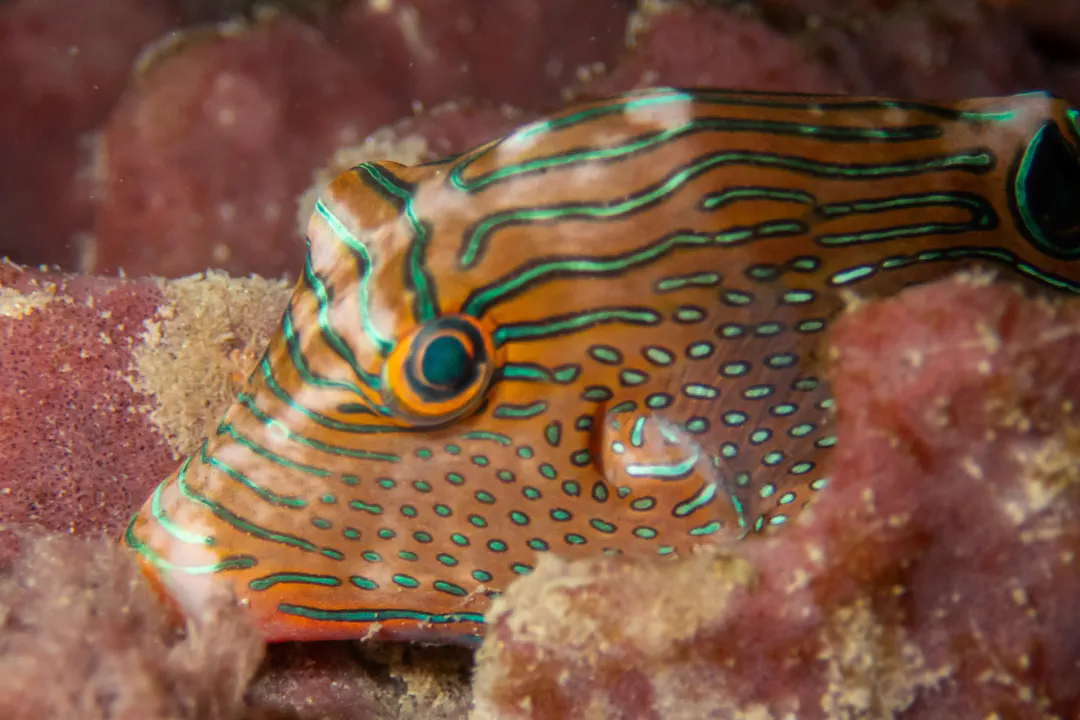 Papuan Toby (Canthigaster papua)