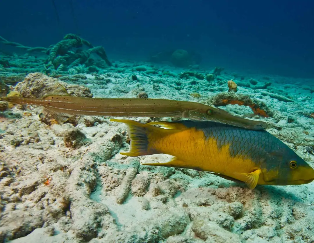 Seabook: Western Atlantic Trumpetfish