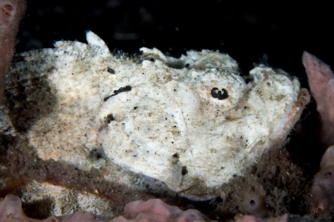 Humpback Scorpionfish