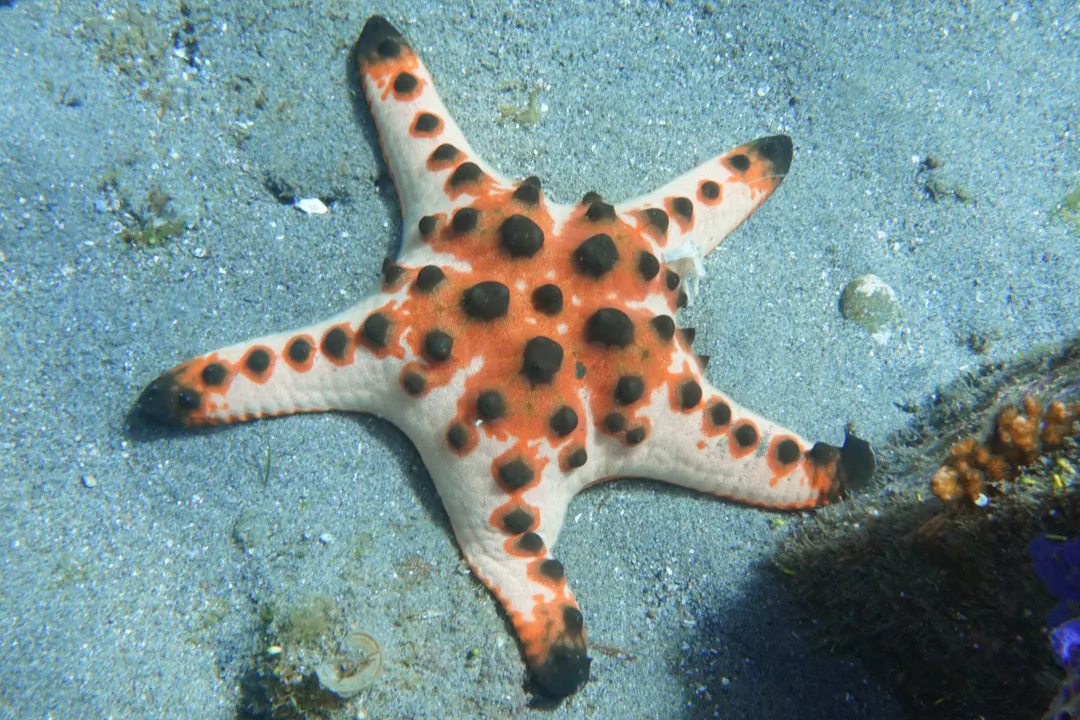 Chocolate Chip Sea Star