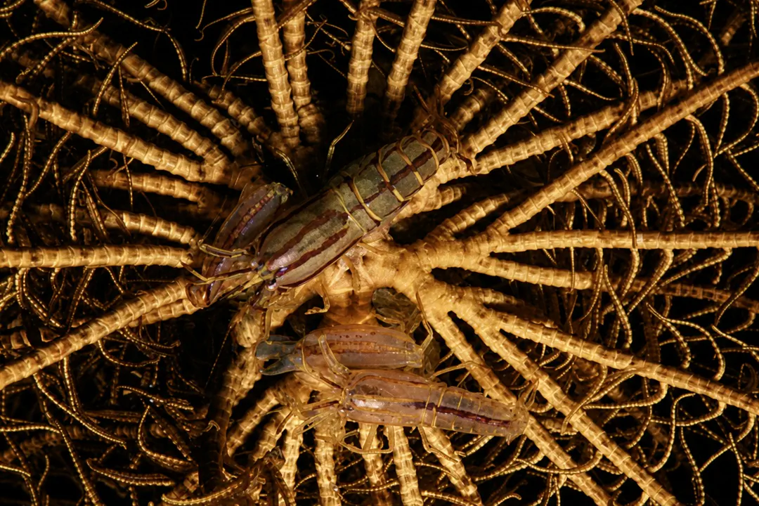 Crinoid Snapping Shrimp (Synalpheus stimpsonii)
