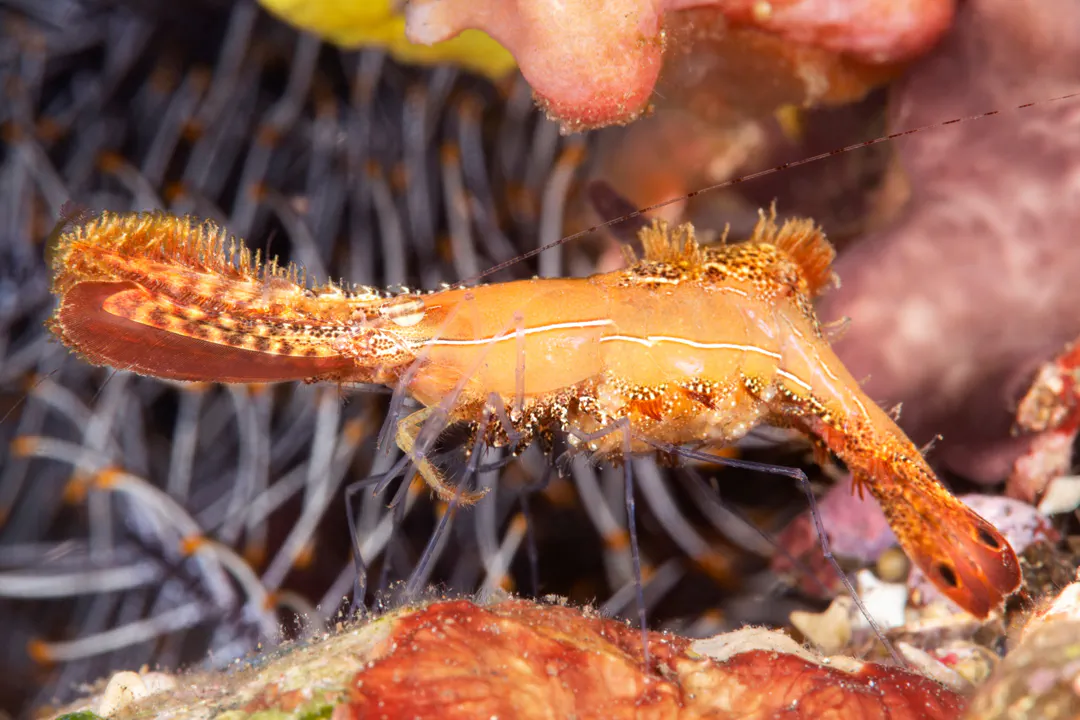 Donald Duck Shrimp (Leander plumosus)