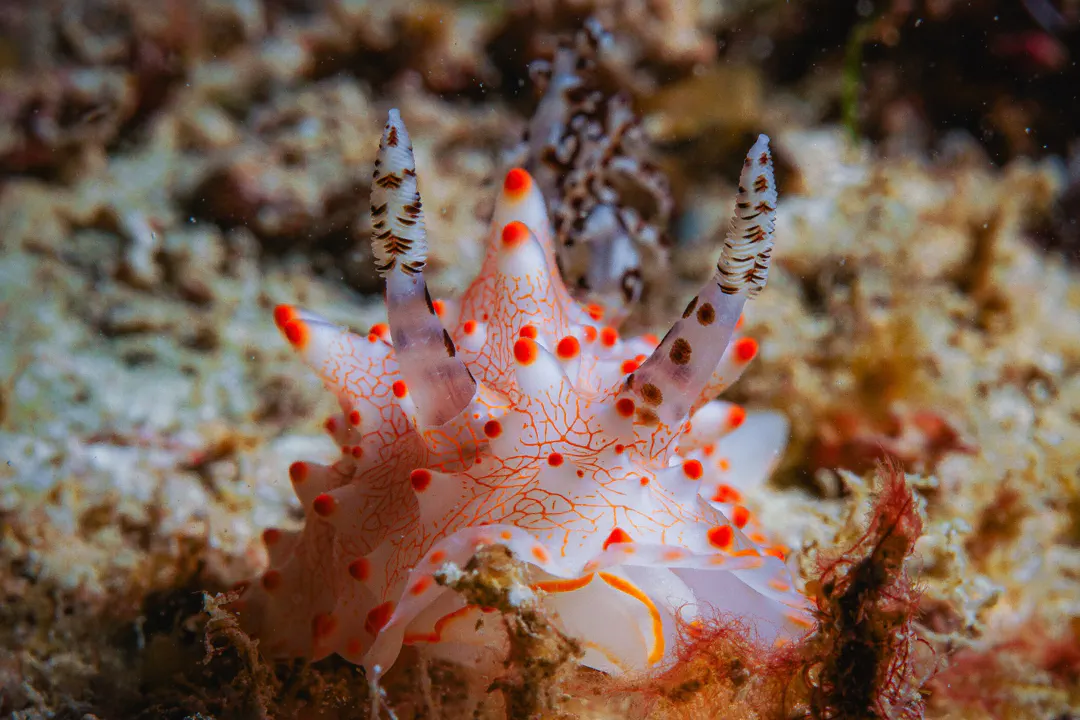 Batanga's Helgerda (Halgerda batangas)