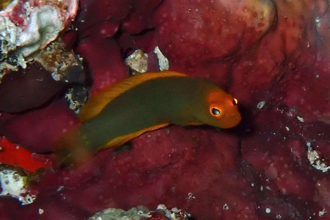 Inornate Dottyback