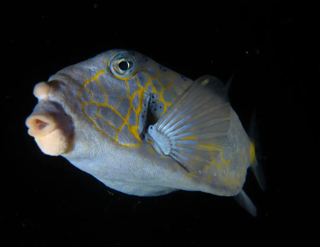 Seabook: Yellow Boxfish (adult)