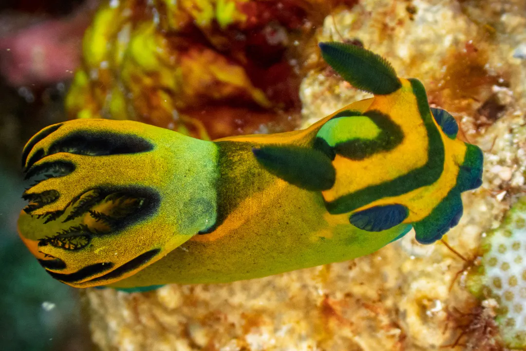 Olive Tambja (Tambja olivaria)